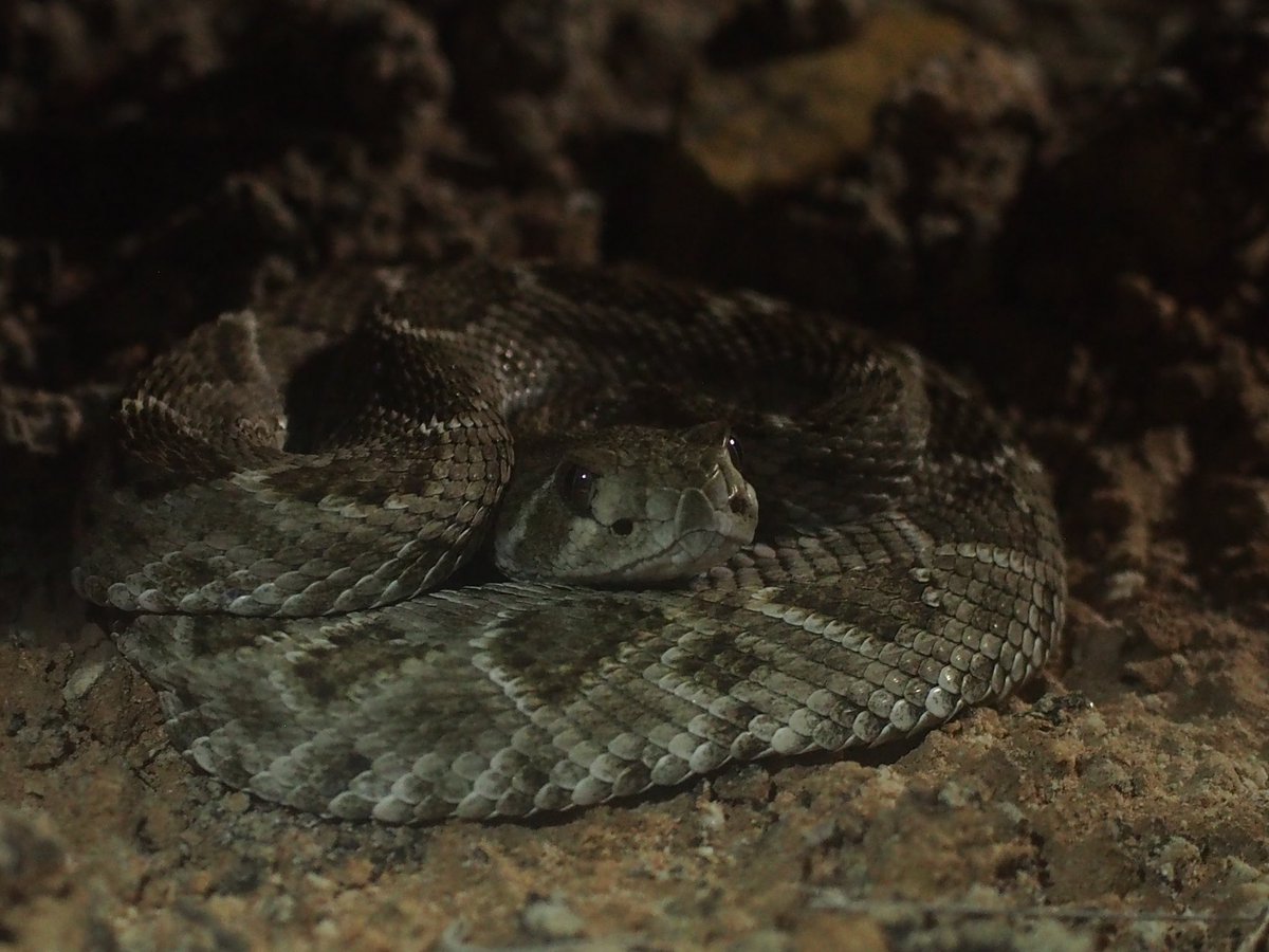 BugCatcher_Mark's tweet photo. Western Diamondback Rattlesnake. #oklahoma #herping #herping2020 #venomous #snake #nature #oklahomaphotgrapher #reptile https://t.co/dm0ALLjmlZ