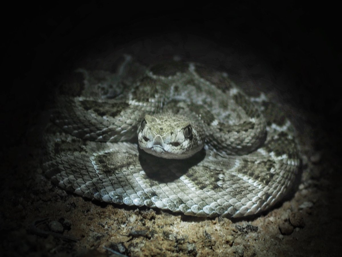 BugCatcher_Mark's tweet photo. Western Diamondback Rattlesnake. #oklahoma #herping #herping2020 #venomous #snake #nature #oklahomaphotgrapher #reptile https://t.co/dm0ALLjmlZ