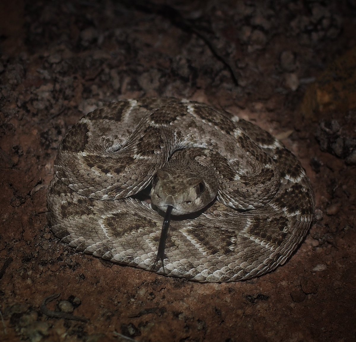 BugCatcher_Mark's tweet photo. Western Diamondback Rattlesnake. #oklahoma #herping #herping2020 #venomous #snake #nature #oklahomaphotgrapher #reptile https://t.co/dm0ALLjmlZ