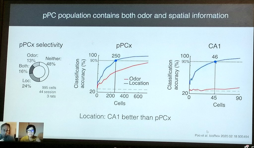 AnneLiseSaive's tweet image. Exciting results on odor-place coding in the piriform cortex presented by @XindiPoo from @Neuro_CF at #neuromatch2020 #spatialmap #olfactorymap
Preprint can be found here >>> biorxiv.org/content/10.110…
