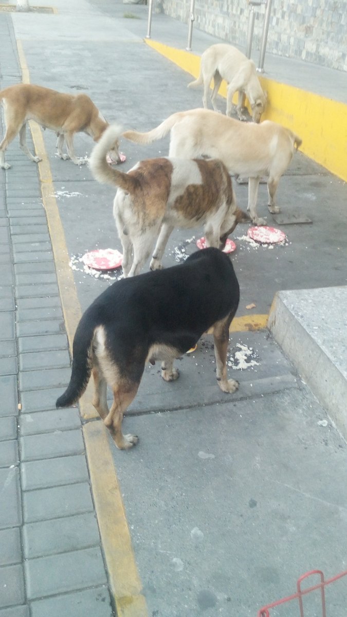 MirniaT's tweet photo. Para ellos es q estoy solicitando ayuda no he conseguido nada Para llevarles mañana comida son los Perritos del terminal MIRNIA SOTO CI 7302763 #PROVINCIAL #PAGÓMÓVIL 0424 5314426 #CTACTE 0108 2432 0001 0014 5419, #Paypal MirniaT@gmail.com https://t.co/45NyFoNxsd