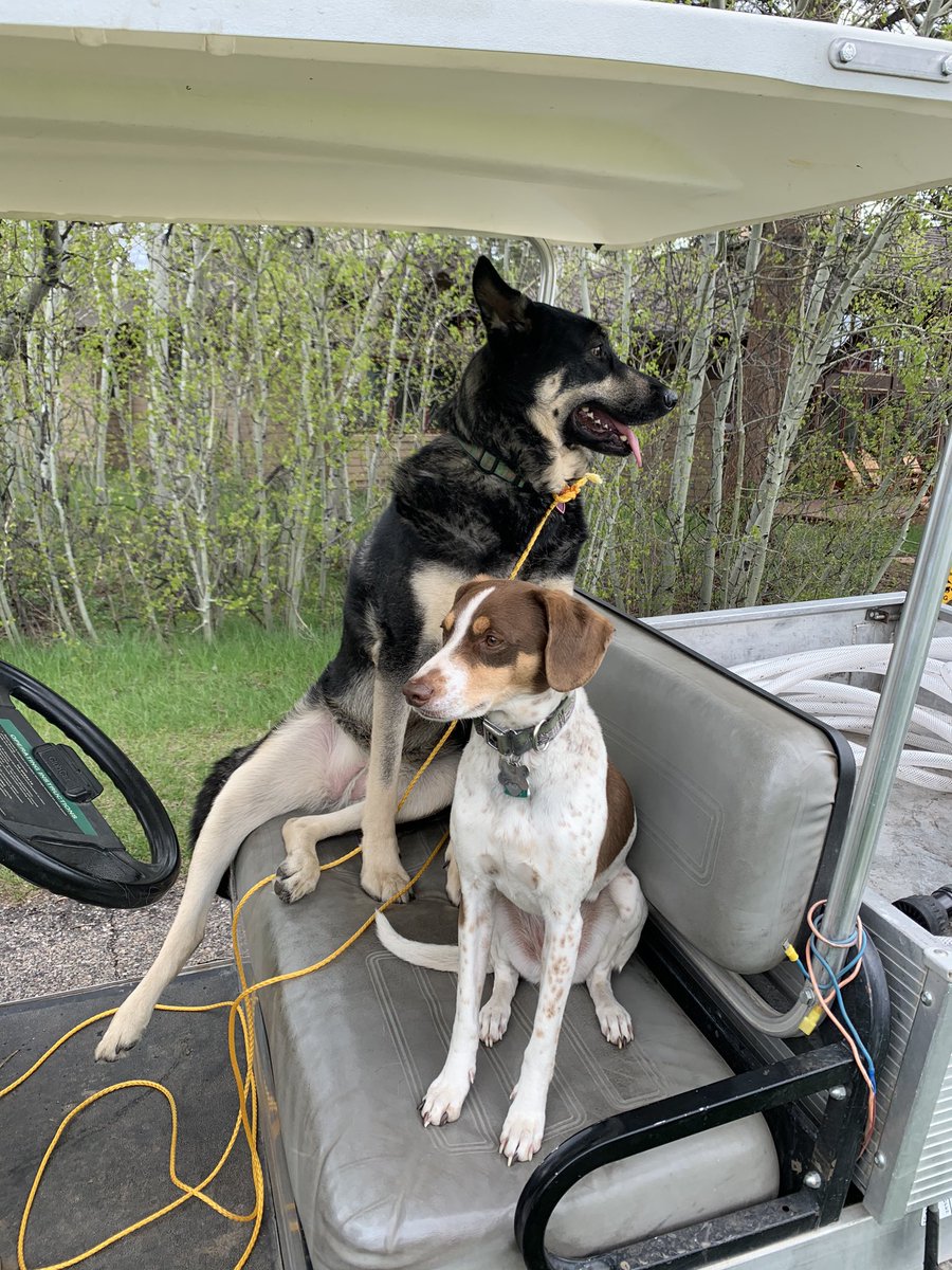 S_Miller3115's tweet photo. Got to spend a great afternoon helping my husband @foxacres_super and my sweet fur babies... boy do I miss getting days with them! https://t.co/gaXLb8pBoE