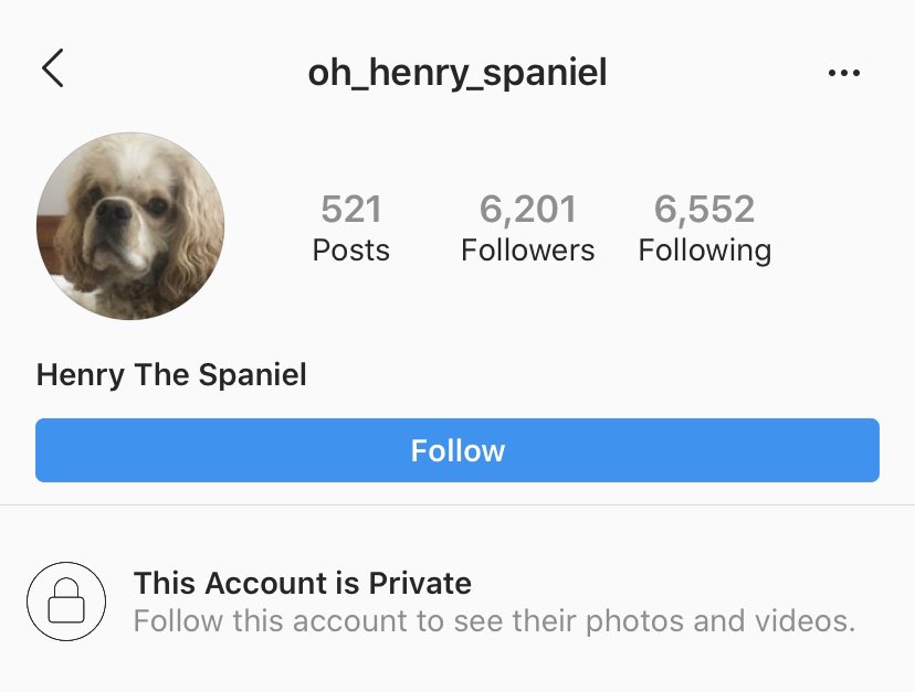 Someone who used to walk her dog ID’ed her on Twitter as Amy Cooper and her dog’s name is Henry.The dog has his own Instagram, oh_henry_spaniel, which she reportedly has deleted posts and has now made private.