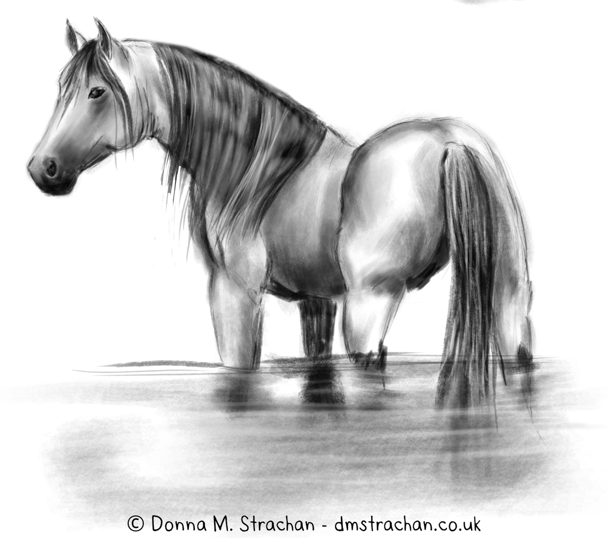 DonnaMStrachan's tweet photo. 10 yrs ago I started digital painting in #Mypaint and got hooked. I went back to my open source roots this week and sketched a few horses in Krita on #Linux.  So much fun! 💕 More #Krita art to come :) 
#opensource #Sketching #Horses https://t.co/1OmRb8GPq4