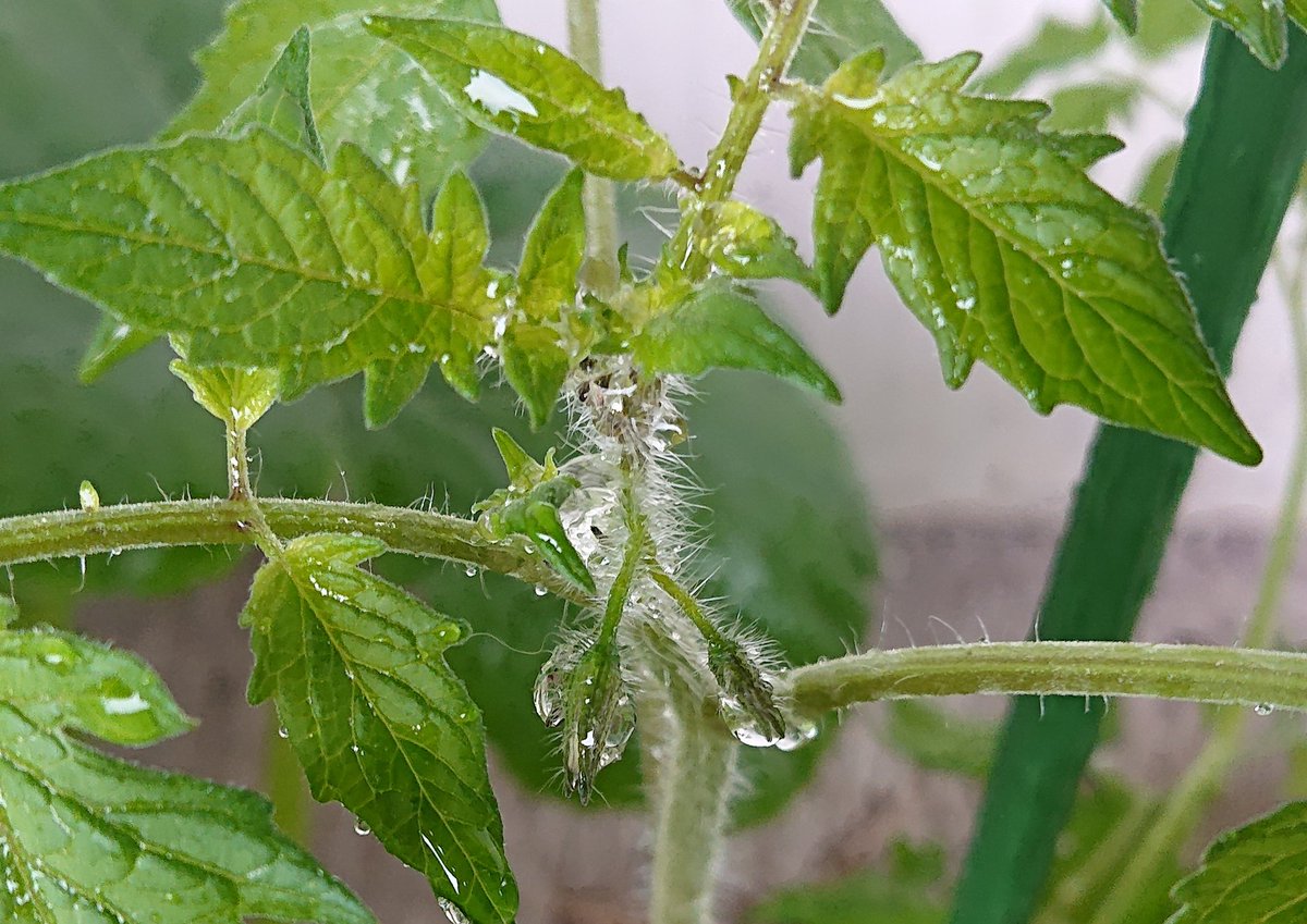 masasino's tweet photo. 豆は壊滅状態ですが、プチトマトは元気いっぱいです。
先端に花芽が出てきました #map802 #飯室園芸部
#野菜を植えてます #ステンレス製プランター #ステンレス製大型プランター #軽石以外土は150Kg以上入っています #DIY #diy女子 #ハンドメイド #溶接 #welder #welde #板金塗装 #板金 #塗装 https://t.co/BG1BL8x25o