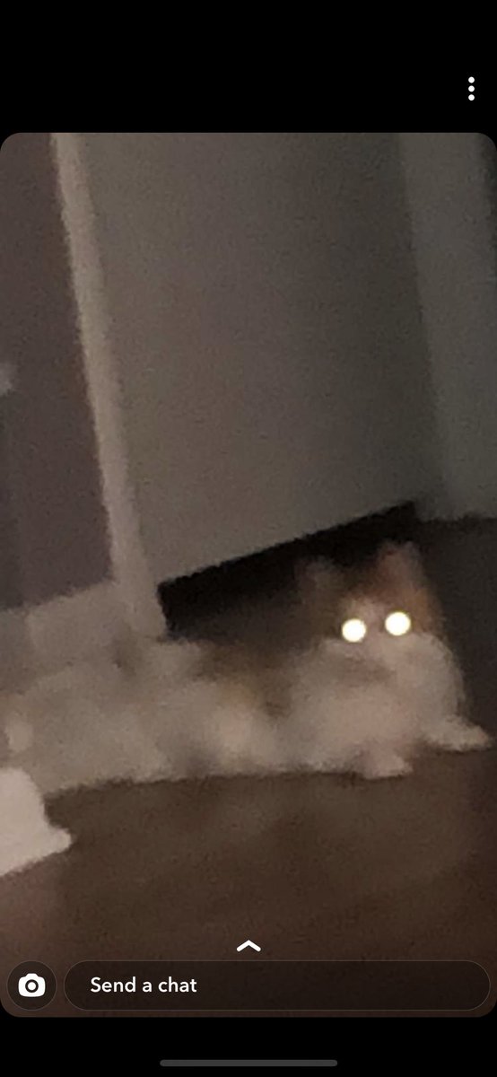 InterestingLuck's tweet photo. Please enjoy a selection of my roommates cat charging her eye lasers ominously at the bottom of the steps https://t.co/oVldgtmWH3