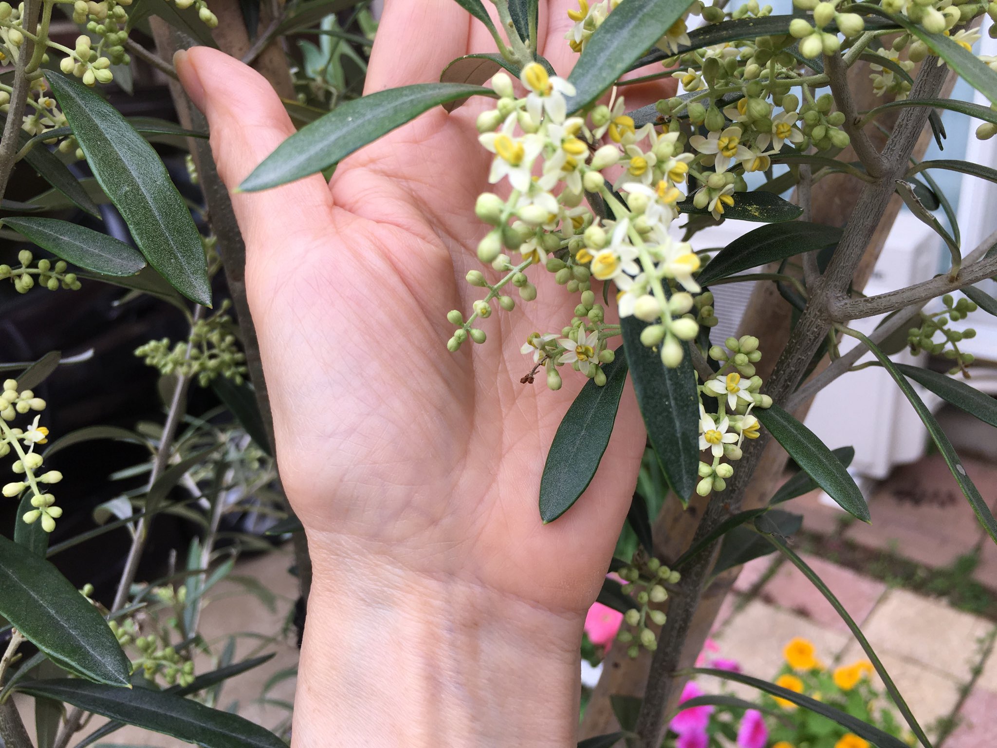 Lumiere Et Pauline ついに咲いた 今朝 咲いた 大量な小さな可愛いオリーブの花が 咲き始めました 毎日いつ咲くかなあ 咲くのかなあ とワクワク楽しみに待っていたオリーブの花が オリーブの木 オリーブの花 Olive Flower 小さな蕾