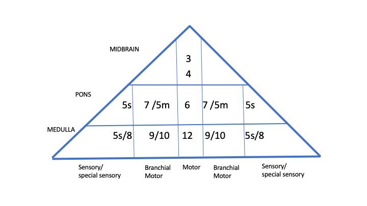 So remembering 1-4/5-8/9-2 and motor medial (3,4,6,12; branchial: 5,7,9,10); sensory lateral 5/8, behold:The brainstem triangle!