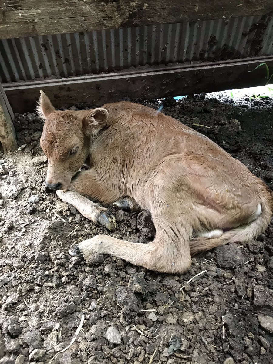 First roping calf for next year!