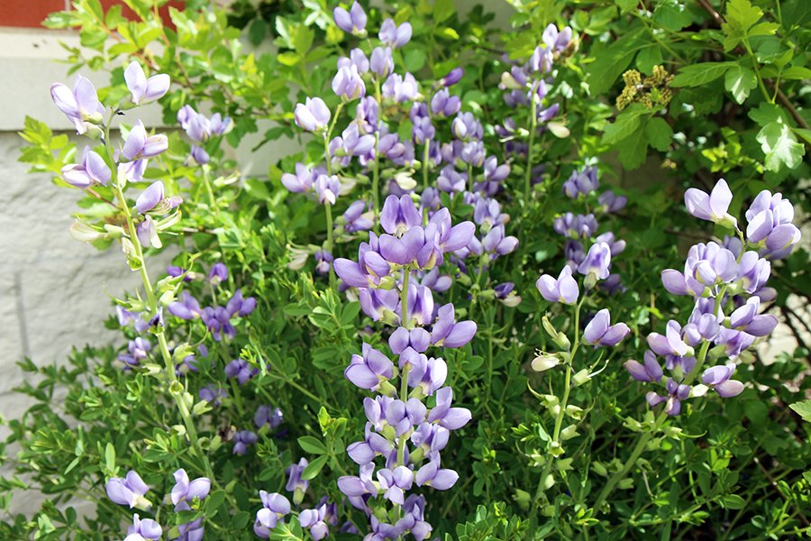 dbrl's tweet photo. Our native garden at the #Soboco Public Library in Ashland is in full bloom! Stop by and check it out! https://t.co/SvD3Ib1VW6