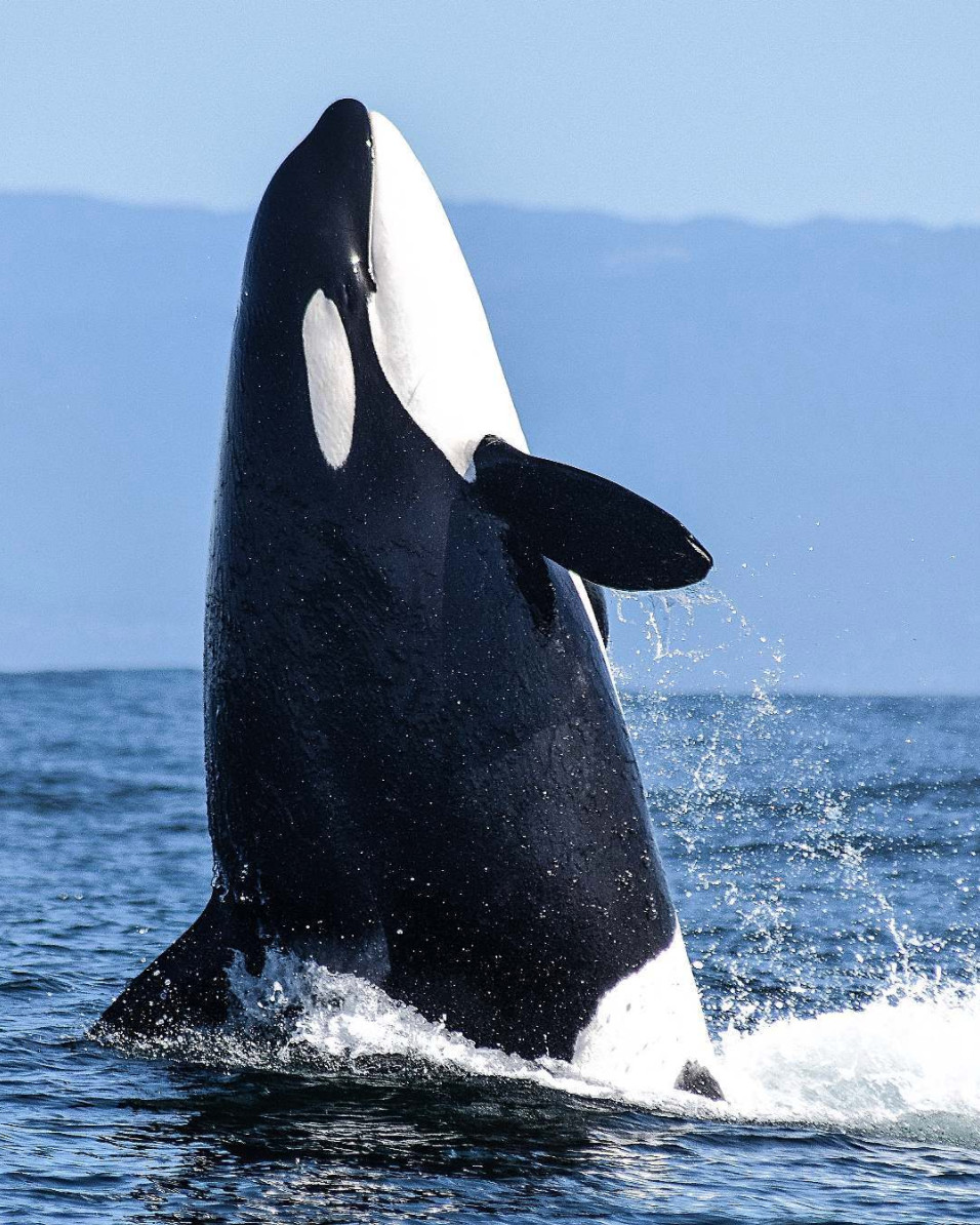 ドルフィン プロジェクト イルカを守ろう 野生のシャチとあったことありますか シャチ は海で生活すると 自由でどこまでも泳げることができます シャチ イルカ クジラなどにとって海での生活は他とは比べ物にならないも 写真 Cetuselena さん