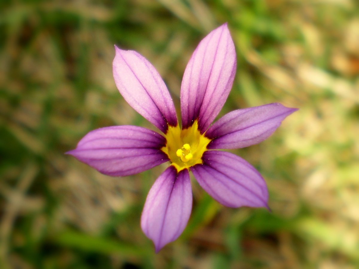 そら 75 おはようございます 今日も良い一日でありますように 庭の芝生に 大庭石菖がたくさん咲きました 清らかな貴婦人 大庭石菖 オオニワゼキショウ 花言葉