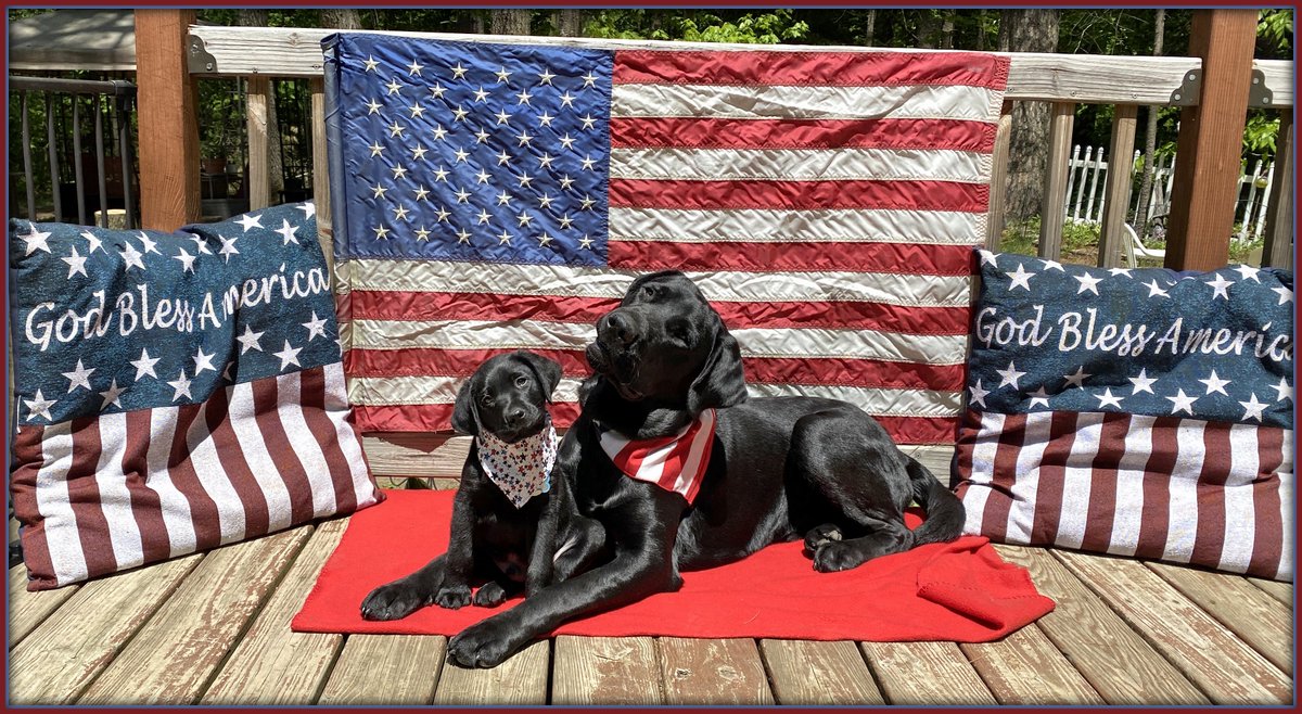ansel112's tweet photo. Pups on program @GuidingEyes 7 week old Bart and 13 month old Cash hope everyone has had a safe and happy Memorial Day weekend. https://t.co/zVM8L5iDls