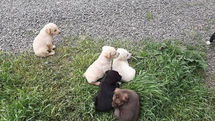 CankiriDKMP's tweet photo. Dört günlük sokağa çıkma yasağı sebebi ile aç kalan sokak hayvanlarına Şube Müdürlüğümüz personellerince tüm il ve ilçelerimizde mama verilmiştir. https://t.co/ekQcdqr0aR