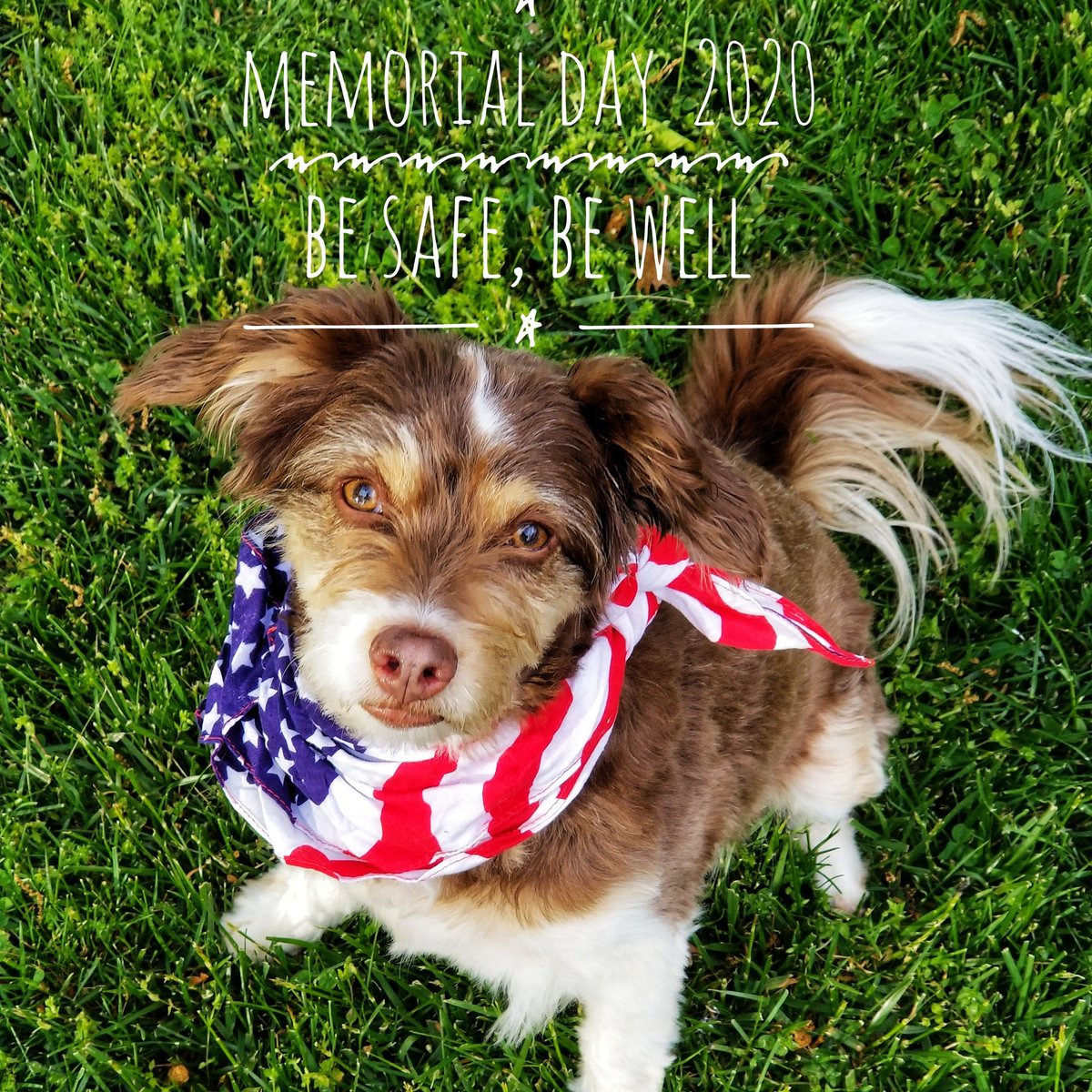 Memorial Day 2020
NYC Comfort Dog Shelby &amp; PS38 George Cromwell remember "all gave some, and some gave all"
Thank You
