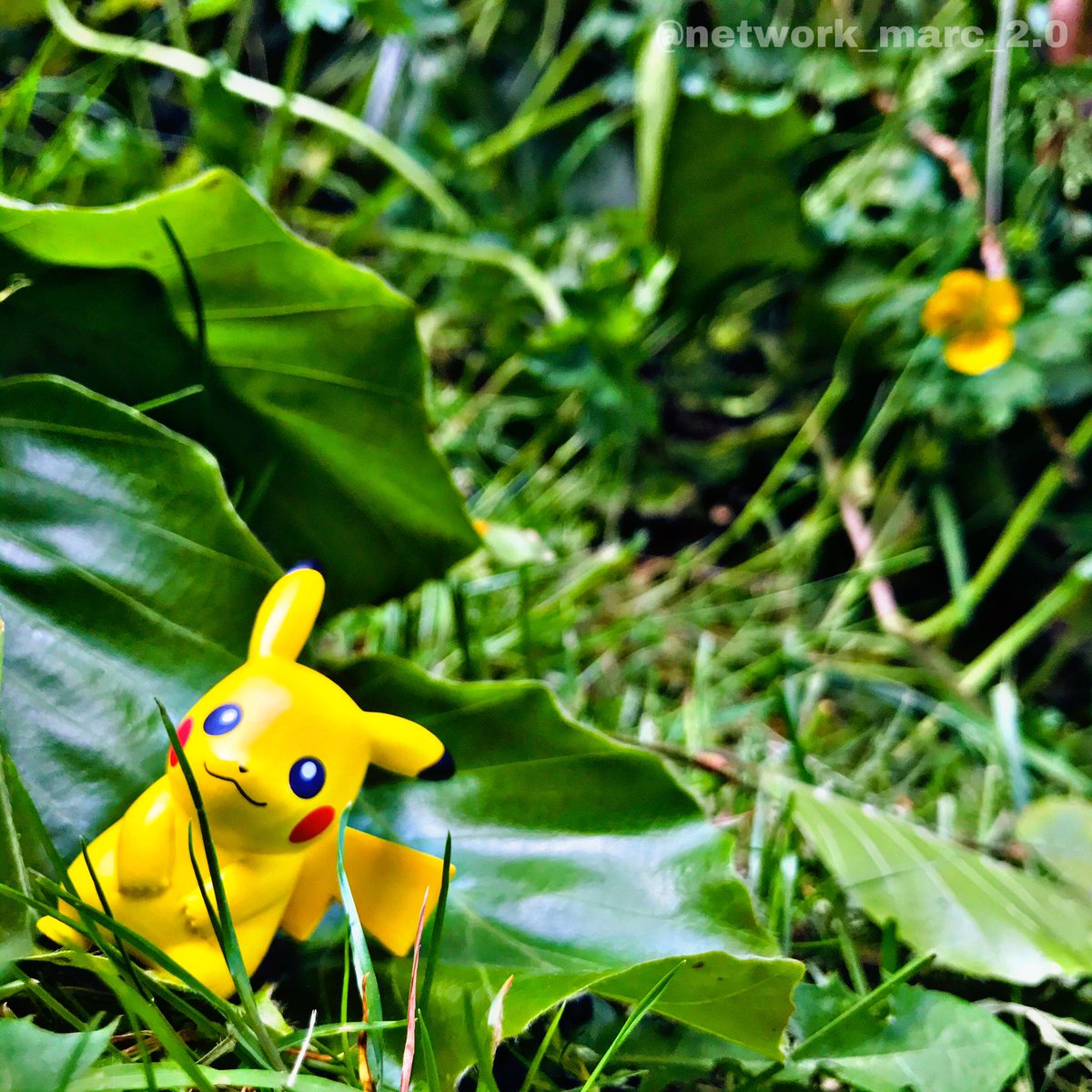 Network_Marc's tweet photo. I went for a walk the other day as it was nice out. As I was walking through some of the lore overgrown grassy areas of Manchester, I heard a rustling sound.
.
I investigated and a wild #pikachu appeared! We became good friends before he bounced off into the wild!
.
#Pokemon https://t.co/XjeHjsuZn1