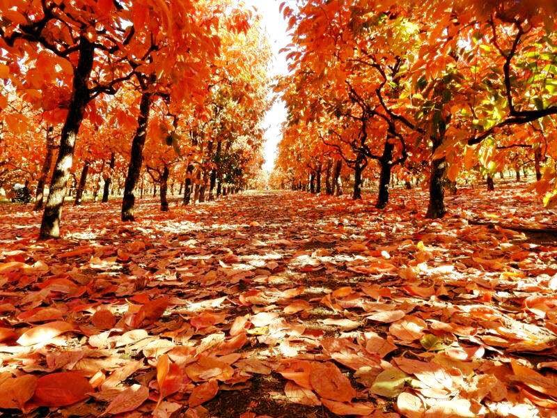 PerthBling's tweet photo. @Perthsky guess I timed it right to get an Autumn shot! https://t.co/CmEYhjioTL