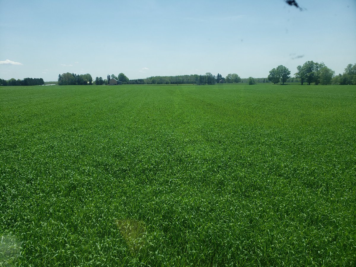 Let the experiment begin!! #CoverCropRookie #WinterRye #CowChow