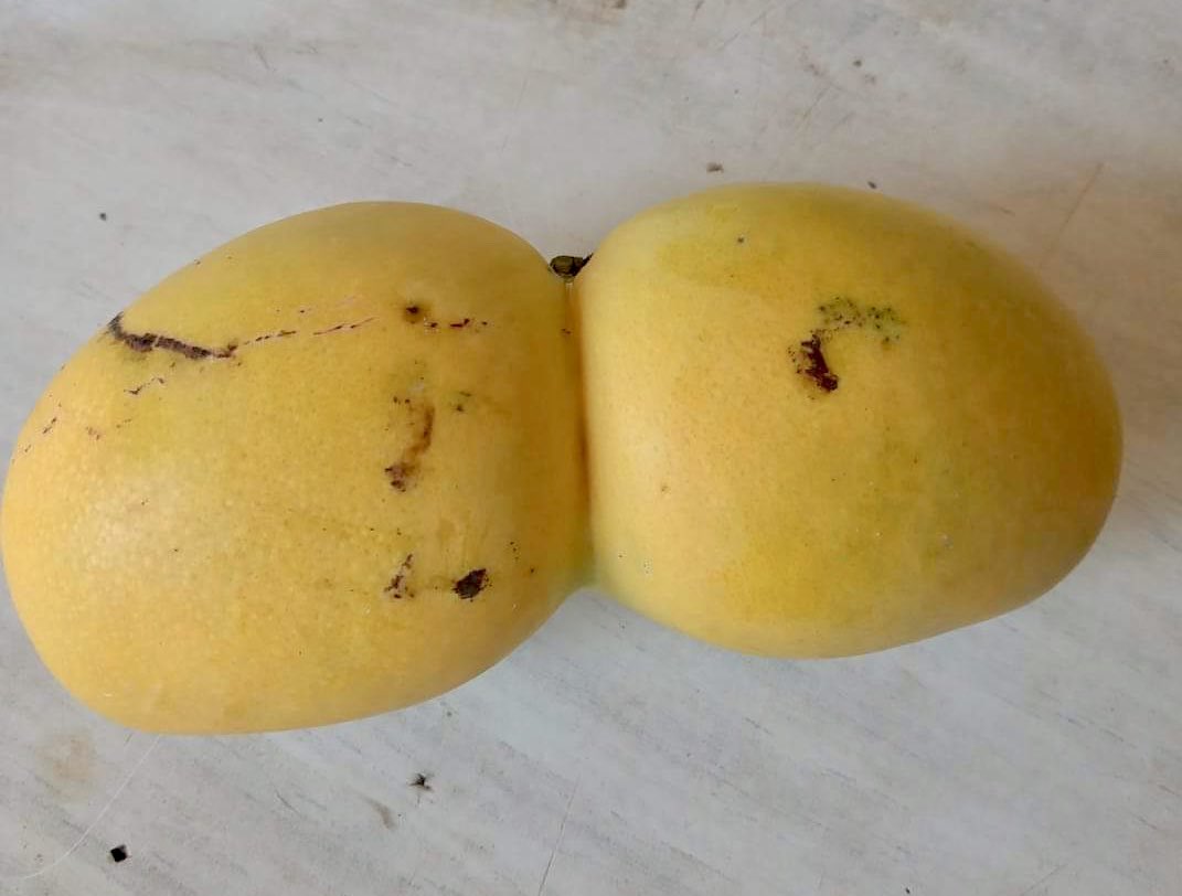 OrganicBelize's tweet photo. It’s mango love time.  
#mango #belize #herbs #organic #herbal #natural https://t.co/6SjhP3sZNb