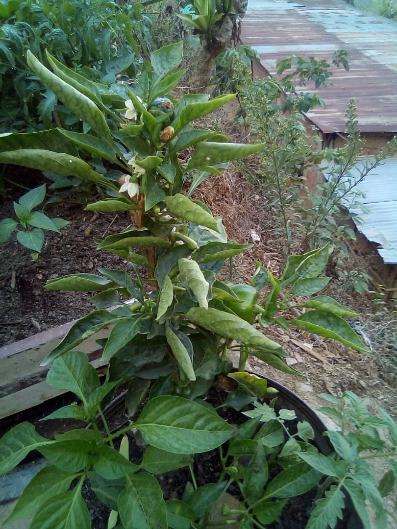 juventudincescs's tweet photo. Buenas tardes mi nombre es Dugleisis Salasar soy aprendiz y vocera del derecho al aprendiz , también me estoy formando en el Inces y la fundación Ciara en lo agricola y aquí le traigo mi huerto , que ice con tomate y pimentón. https://t.co/SPiN2aCx5t