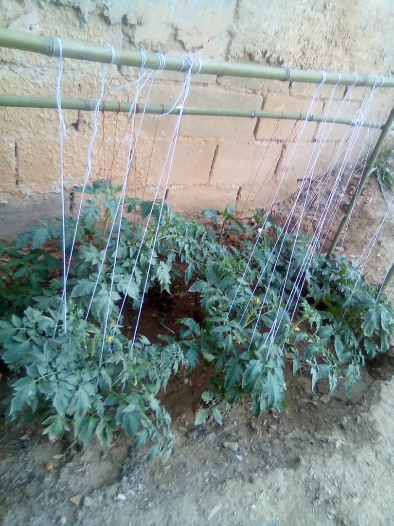juventudincescs's tweet photo. Buenas tardes mi nombre es Dugleisis Salasar soy aprendiz y vocera del derecho al aprendiz , también me estoy formando en el Inces y la fundación Ciara en lo agricola y aquí le traigo mi huerto , que ice con tomate y pimentón. https://t.co/SPiN2aCx5t