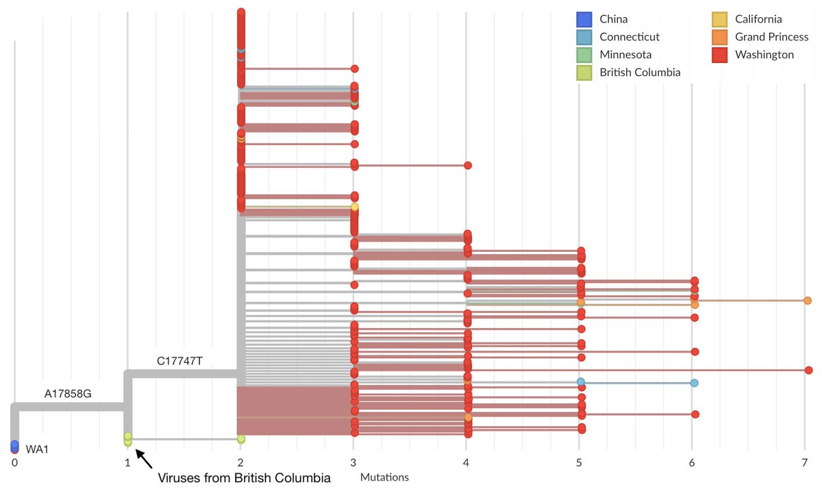 These viruses were sampled from British Columbia between March 5 and 12, but outgroup relative to WA viruses, possessing the 17858G mutation but not the additional 17747T mutation possessed by the Washington State outbreak clade. 8/18