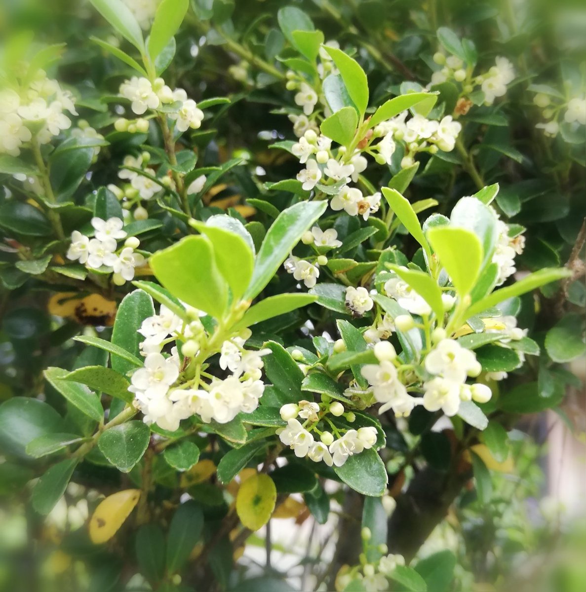 Twitter वर Kazuchan Cocone 庭のツゲの木に花が咲いている 小さな小さな白い花 よく見るとかわいいよ T Co 63ymgbjmqa Twitter