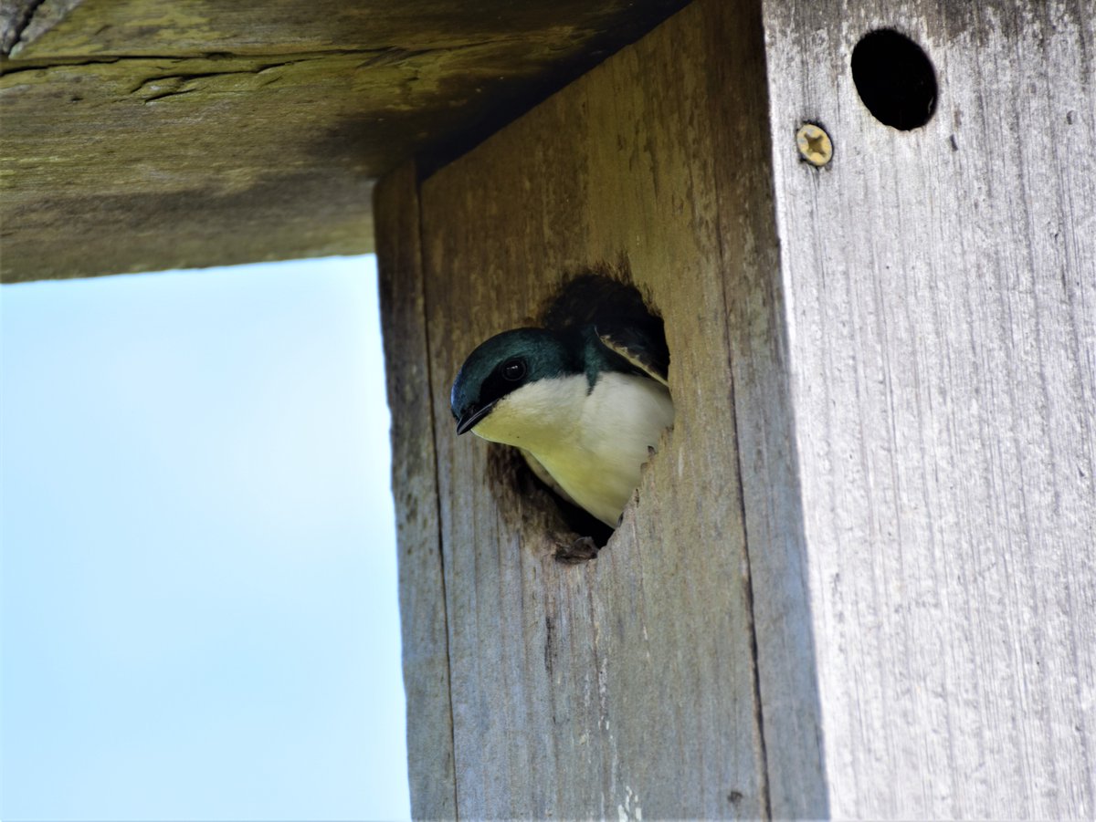 Yellow Warblers, Tree Swallows, and a restive Peregrine Falcon spotted at Jamaica Bay Wildlife Refuge.