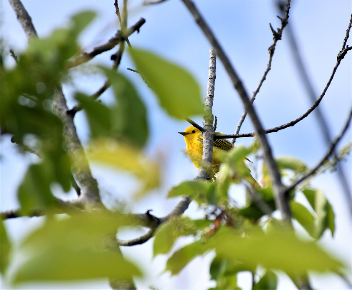 Yellow Warblers, Tree Swallows, and a restive Peregrine Falcon spotted at Jamaica Bay Wildlife Refuge.