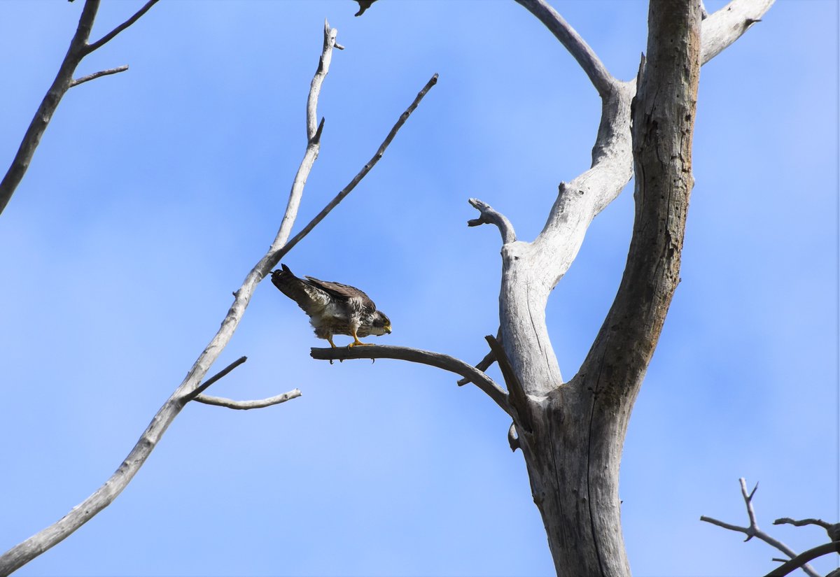 Yellow Warblers, Tree Swallows, and a restive Peregrine Falcon spotted at Jamaica Bay Wildlife Refuge.