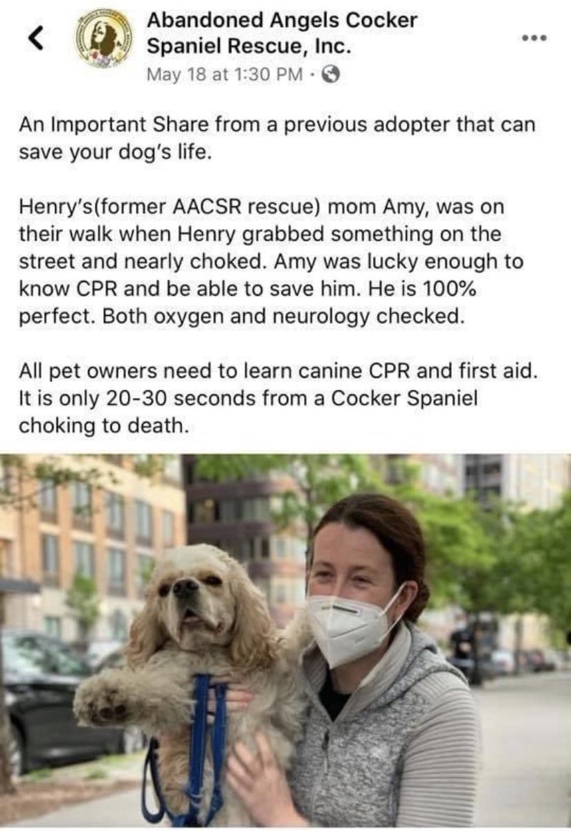 More confirmation: In a FB post, Amy was praised for giving CPR to her rescue dog Henry. @NYCockerRescue may want to get Henry back as Amy choked him while trying to lie on a Black man to police who requested she follow park rules.