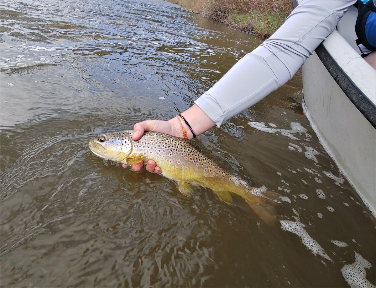The Colorado Angler tweet media