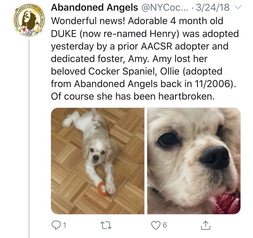 According to  @NYCockerRescue, Amy Cooper adopted Henry 2 years ago after her former Cocker Spaniel, Ollie, was “lost.” #WhatHappenedToOllie?