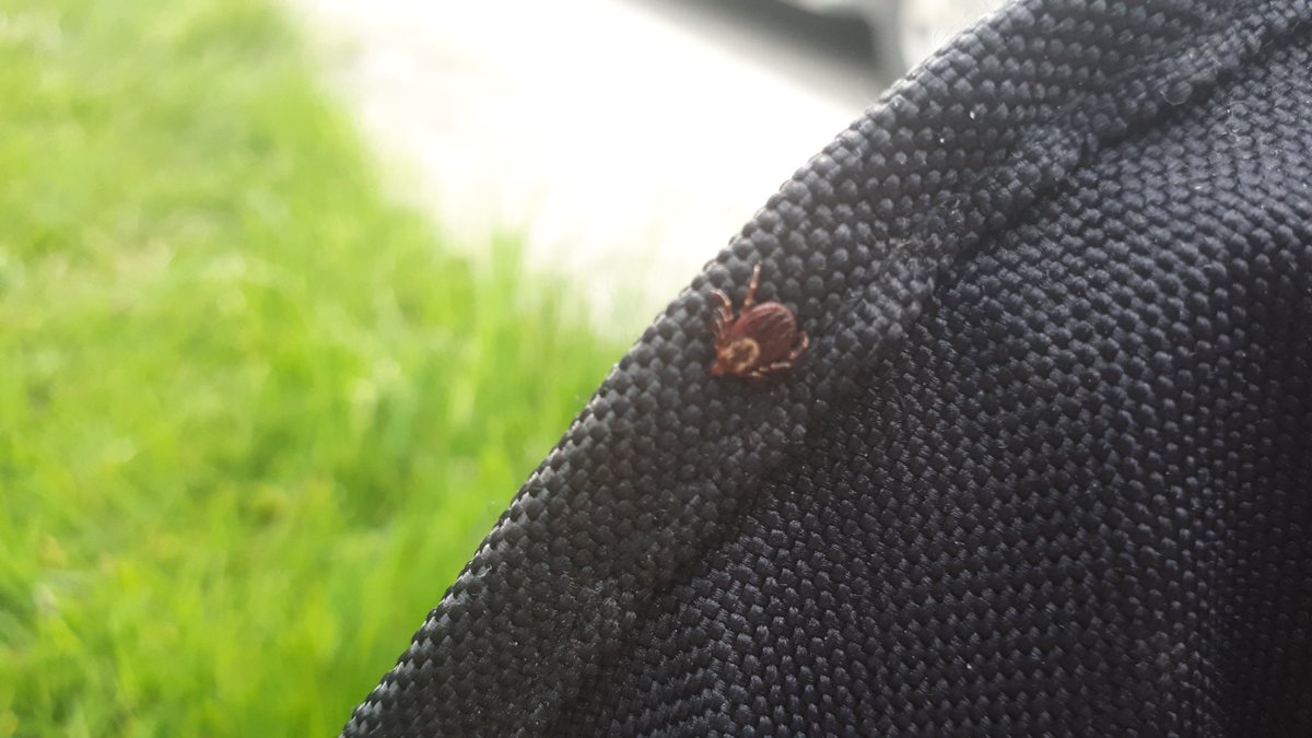 Who can help ID this tick? It was fairly large (like 5mm or a bit more). Also found similar ones without the light markings. Central Ontario. (Thankfully it seems they hadn't bitten us yet.) #bugID #ticks #tickID @EntoSpring @EntoLudwick <a href="/BugQuestions/">Ask An Entomologist</a> <a href="/petercoffey/">Peter</a> @Entemnein
