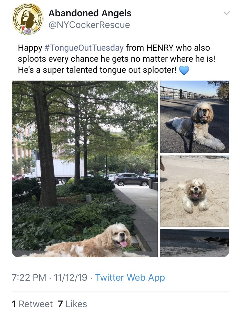 Additional pics of Amy Cooper and Henry. Amy called the police on a Black man and lied that he was threatening her and her dog after he requested she follow park rules and leash her dog, Henry.