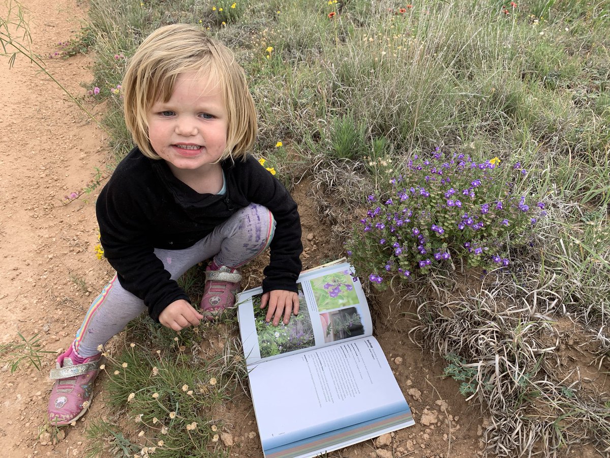 TiffDowell's tweet photo. We had a lot of success! Found Indian blankets, antelope horn milkweed, TX salvia, and daisies. Only problem was Mama couldn’t research fast enough. #momlife #ranchlife #checkingcows #plantid https://t.co/04Y3pqHNtn
