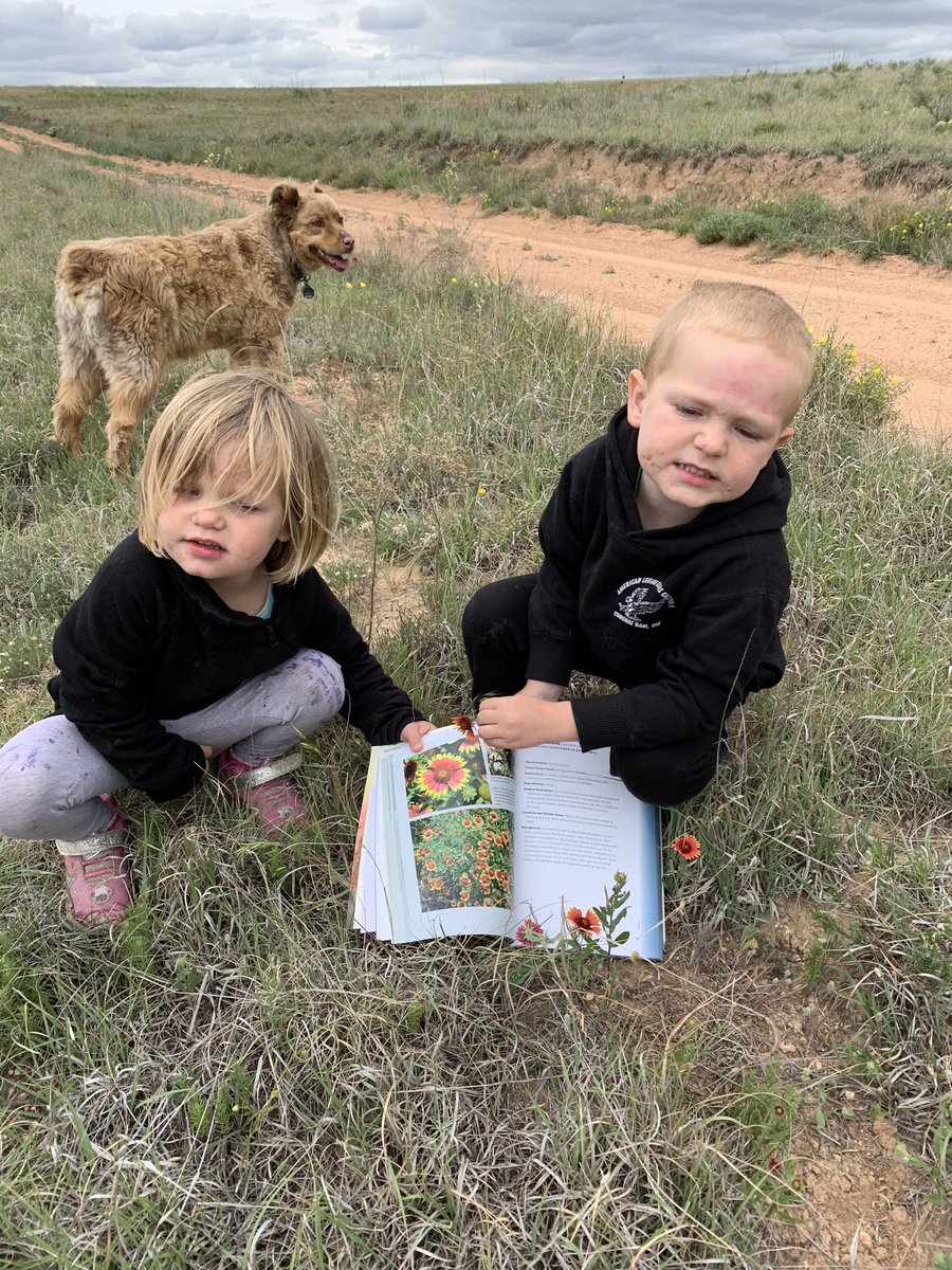 TiffDowell's tweet photo. We had a lot of success! Found Indian blankets, antelope horn milkweed, TX salvia, and daisies. Only problem was Mama couldn’t research fast enough. #momlife #ranchlife #checkingcows #plantid https://t.co/04Y3pqHNtn