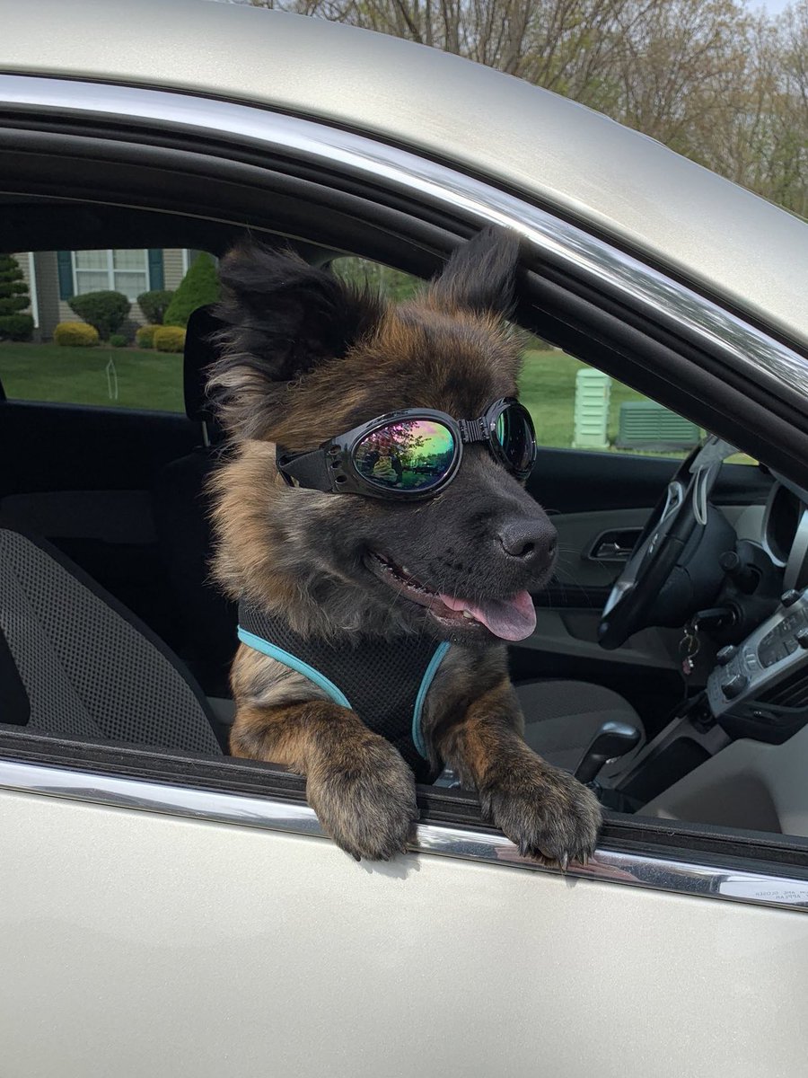 WeRateDogs tweet media