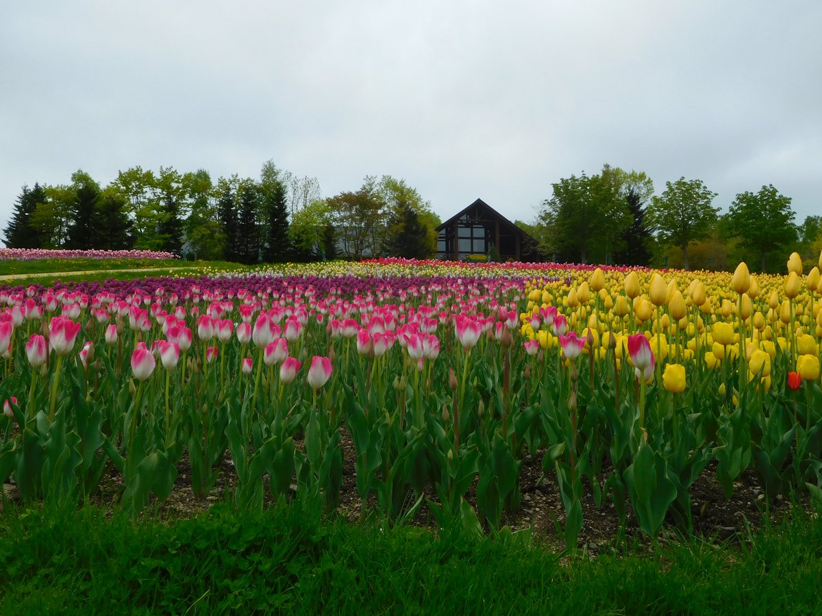 赤い風船 Akaiballoon Twitter