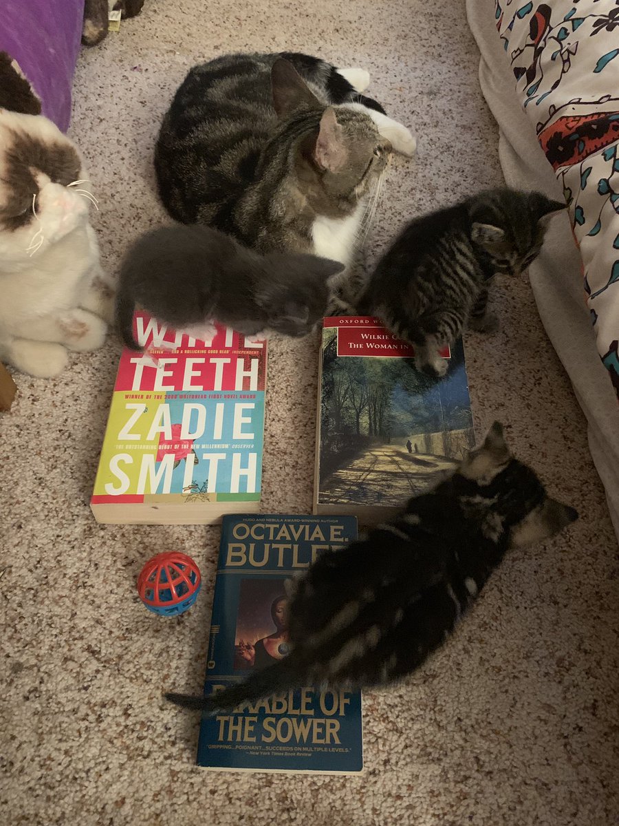 DrBrookeNewman's tweet photo. We said a fond farewell to our last batch of sweet foster kittens as they made their way to their new homes. Meet our new literary foster kitties: Bootsy and her three kittens—Wilkie, Zadie, and Octavia. #PleaseAdoptUs #WeAreAdorable #CatsAndBooksEqualsAwesome https://t.co/acs123gJDT