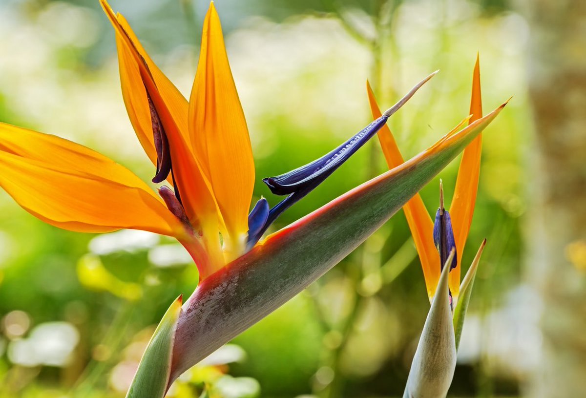  @kebebken ALSO bird of paradise. wouldn’t this flower be a cool print on a Hawaiian shirt ??