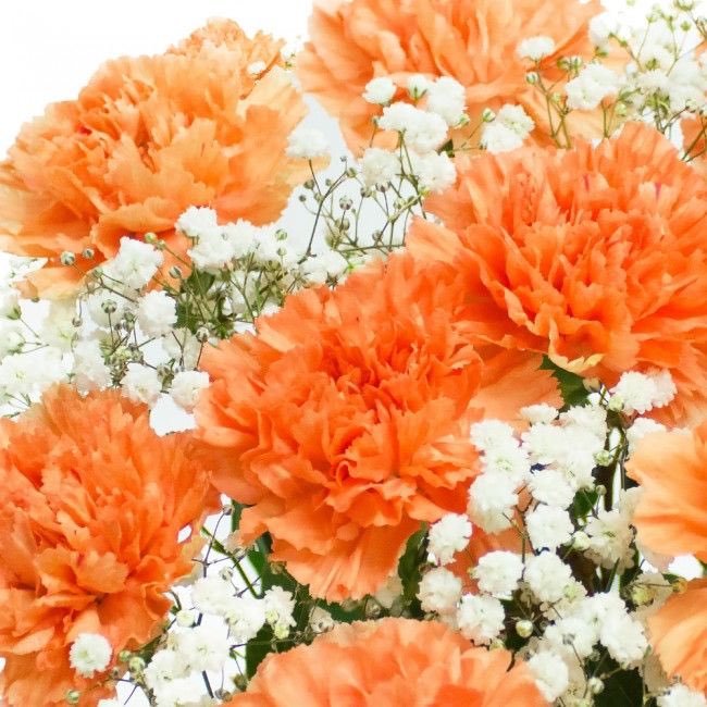  @wakarimasensan orange carnation !! 