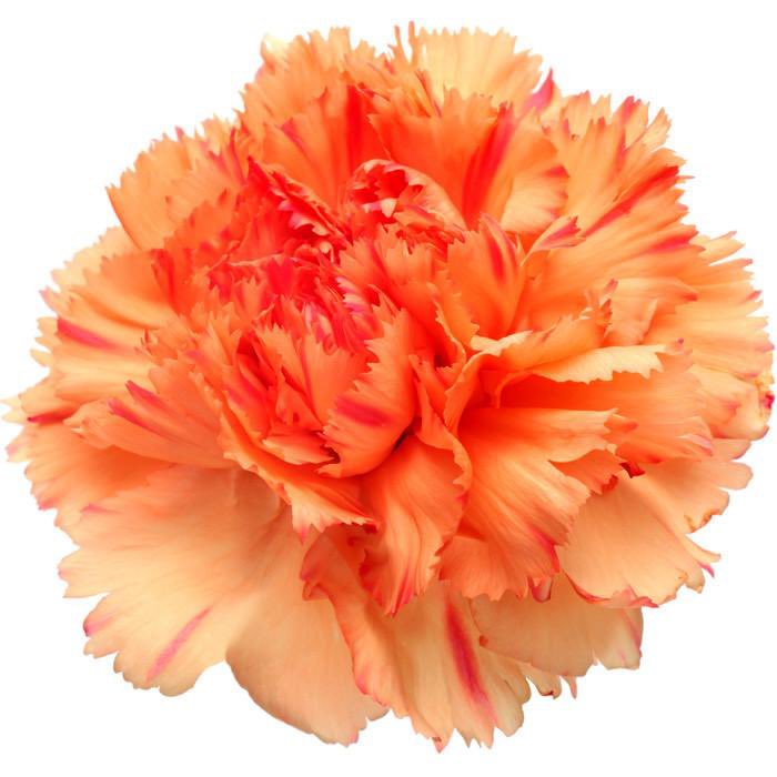  @wakarimasensan orange carnation !! 