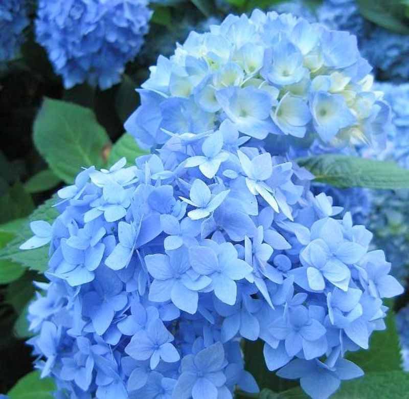  @fl4nel blue hydrangea!! they’re soft and beautiful just like u 