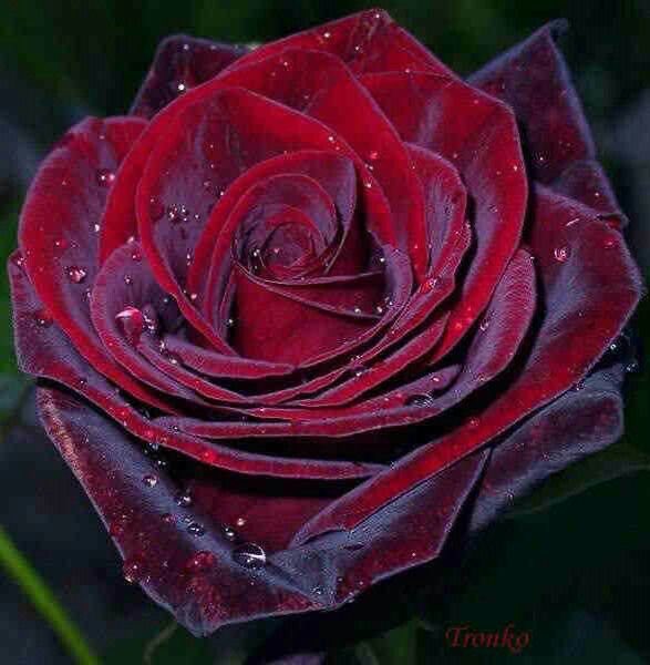  @zagancult black velvet rose !! a cooler twist on typical red roses 