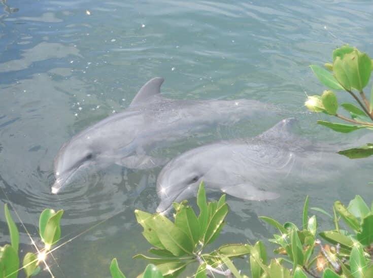sometimes you just need to sit back, watch these delphiniums chill out, tell the human being you love how precious they are. that’s all.
