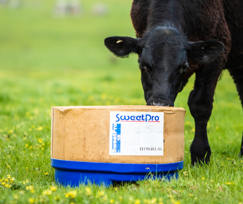 SweetProAus's tweet image. Check out this happy heifer enjoying our SweetPro 16 block 👌🏼 The SweetPro 16 block is a great all-rounder supplement, perfect for maximising nutrient uptake, while decreasing the amount of pasture required to do so #sweetproaus