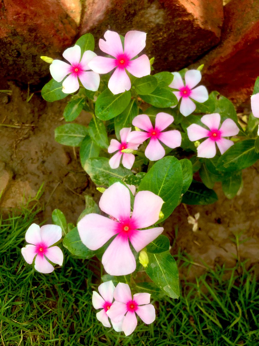 quoteforvibes's tweet photo. As you look upon creation, which appears so solid and real, remember always to think of it as ideas in the mind of God, frozen into physical forms.
~Sri Paramahansa Yogananda,
#naturelove
#flowerstoday
#fivepetal
#flowersforyou
#positivity https://t.co/xhP01Rf2LO