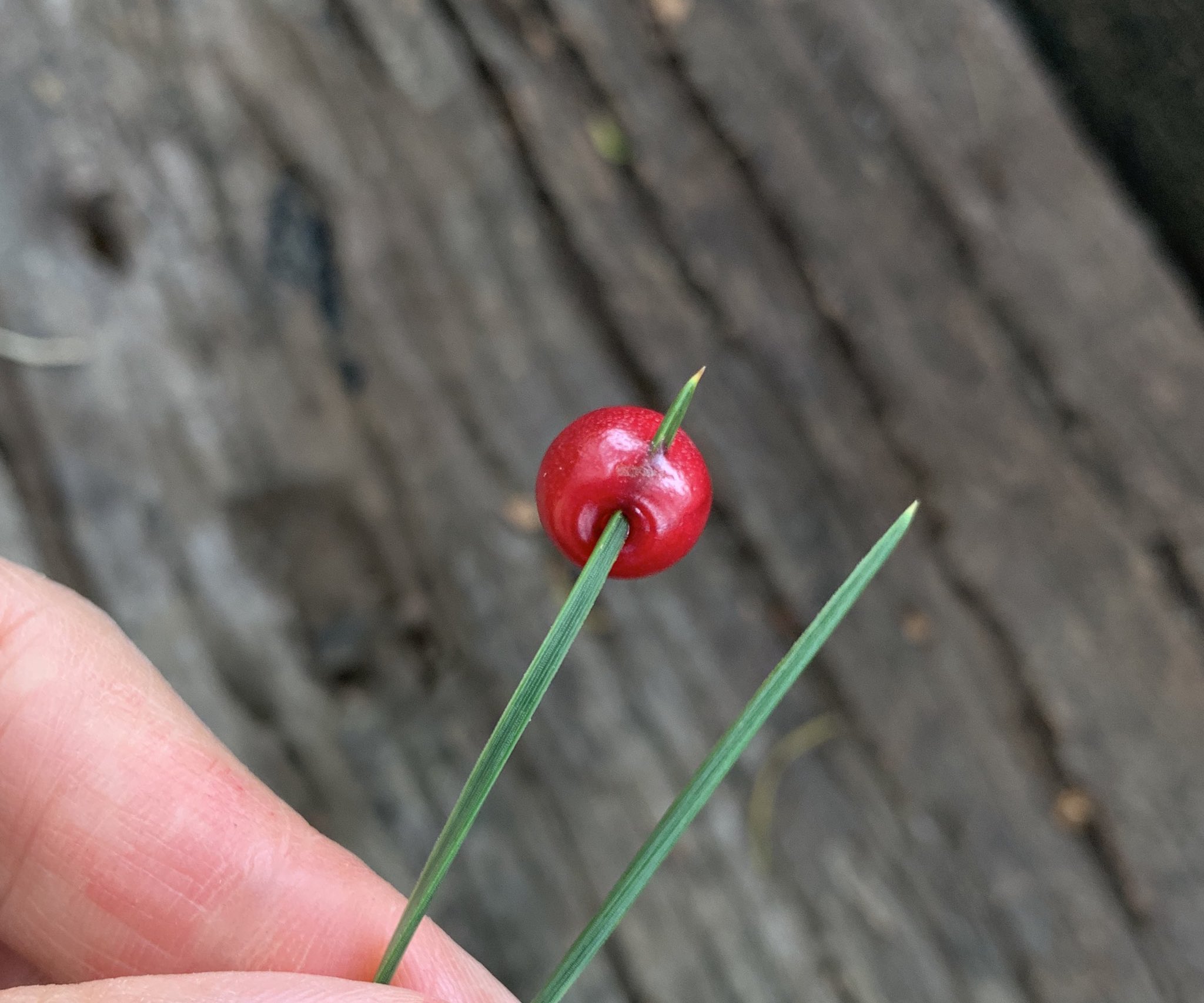Inori Twitterren ソメイヨシノのサクランボを指輪にしました 草花あそびは一種類の植物だけしか使わないのがマイルールなのですが ついに松葉の力を借りました サクランボの皮は意外に固く 柄の根元の膨らみから刺すと刺しやすかったです 赤い実つながりで 今