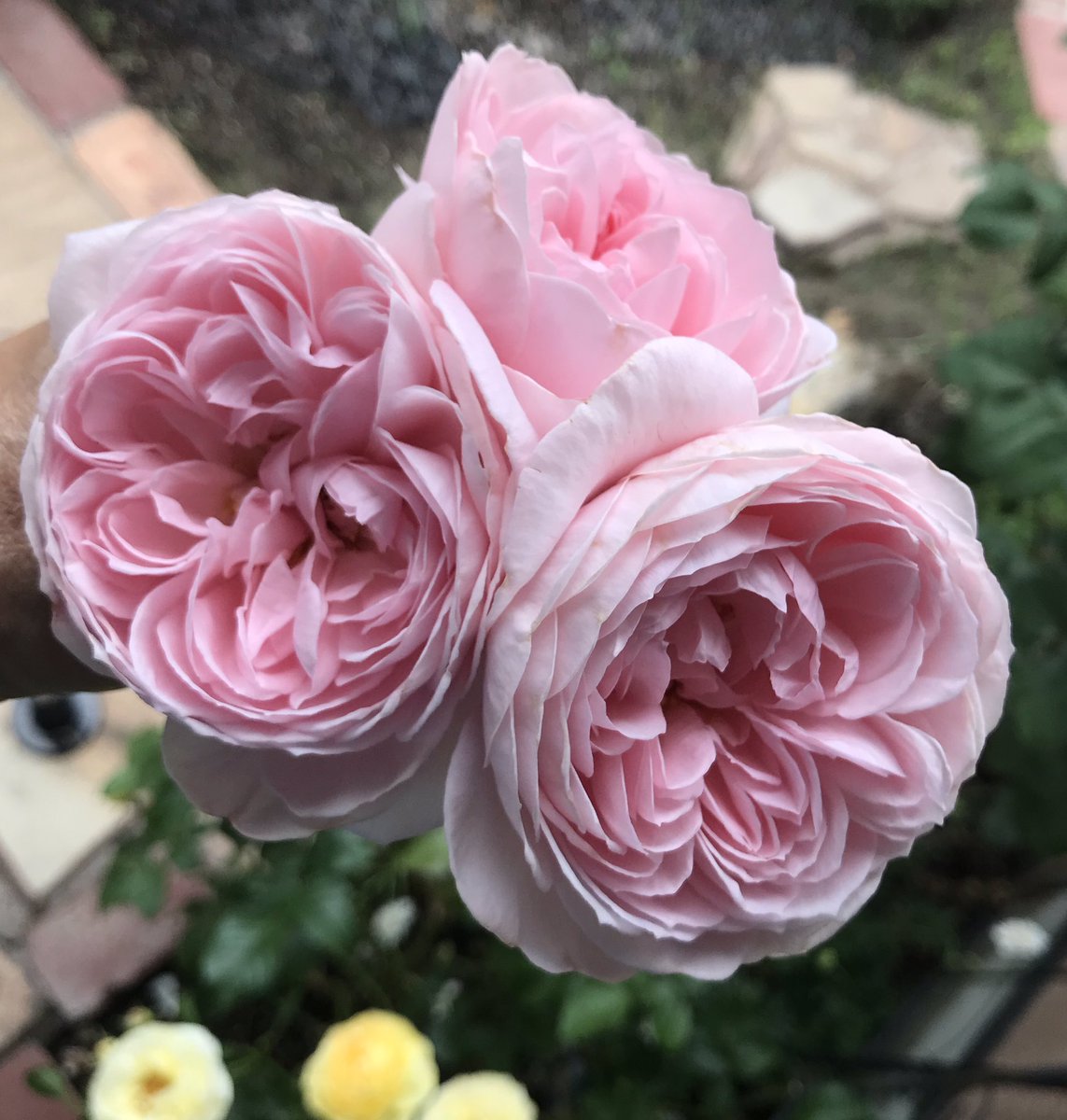 Connie Wgoyle2mvwqpsdu Twitter